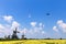 Plane flying over an yellow daffodil farm