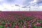 A plane flying on an pink tulip bulb farm
