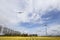 A plane flying on an yellow tulip bulb farm