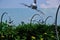 The plane in focus flies up behind the glass at the airport. In the foreground sunflowers and blurred metal flowers with mounts.