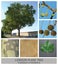 Plane, maple, platanus, hispanica, London Plane Tree, London Plane, Hybrid Plane