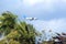 Plane over palm trees