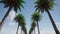 Plane over palm trees Airplane flight Landscape island Nature beach tropical travel