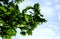 Plane tree branch with seed balls, species of the genus Platanus of the family Platanaceae