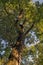 Plane tree canopy