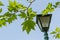 Plane tree leaves(Platanus Orientalis) and blurry street lamp on blue sky background.