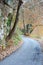 Plane tree pathway