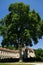 The Plane tree planted in 1780 in the park of Fontenay Abbey