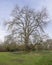 Plane Tree in winter