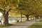 Plane trees in autumn foliage, Radolfzell