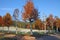 Plane trees in fall colors