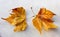 Plane trees & x28;Platan& x29; autumn leaves on white textile background