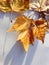 Plane trees & x28;Platan& x29; autumn leaves on white textile background