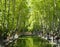 Plane trees and pond in Provence