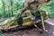 Plane wreck in Cockscomb Basin Wildlife Sanctuary, Belize. This plane crashed with Dr. Alan Rabinowitz, biologist