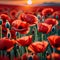 planes flying over a poppy field as the sun goes down Remembrance Day illustration