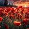 planes flying over a poppy field as the sun goes down Remembrance Day illustration