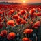 planes flying over a poppy field as the sun goes down Remembrance Day illustration