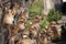 Planet of apes - Large group of monkeys Macaca fascicularis sitting on a railingat railway station in Lopburi, Thailand