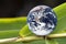 Planet Earth on Green Bamboo Leaf