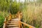 Planked stairway in bamboo and reeds on sunny spring day