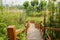 Planked stairway in reeds and plants on sunny spring