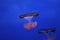 planktonic animal various jellyfish aquarium of Genoa-