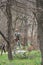 Planned pruning of trees in spring botanical garden `Aptekarsky garden` in Moscow