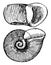 Planorbis Trivolvis, vintage illustration