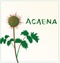 Plant Acaena