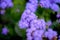 Plant ageratum with purple flowers