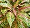 Plant Aglonema green pink