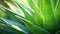 plant aloe background