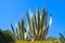 Plant of aloe vera at blue sky