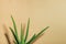 Plant aloe vera next to the wall with shadow. Beige background with copy space