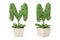 Plant alphabet M and flowerpot.3D illustration.