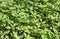 Plant Amaranthus retroflexus