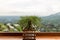 Plant in ancient flower pot on balcony. Miniature bonsai small tree on hands. beautiful blooming Dipladenia plant.Tree pots on woo