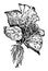 Plant Arising from Begonia, vintage illustration