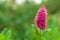 Plant Astilba. A blooming beutiful flower`s background. Close-up of beautiful pink blossom on green backdrop of nature. Blurred