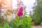 Plant Astilba. A blooming beutiful flower`s background. Close-up of beautiful pink blossom on green backdrop of nature. Blurred