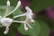 Plant background flowers honeysuckle perfoliate with pink