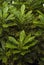 Plant background - mottled leaves of Gold Dust Croton
