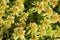 Plant background of Sphagnum moss