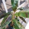 Plant banana varigata jawabarat indonesia
