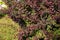 Plant Barberry Thunberg branches with burgundy leaves