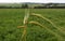 Plant barley on a background of green meadows