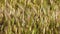 Plant Barley mouse - Hordeum marinum