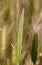Plant Barley mouse - Hordeum marinum