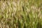 Plant Barley mouse - Hordeum marinum